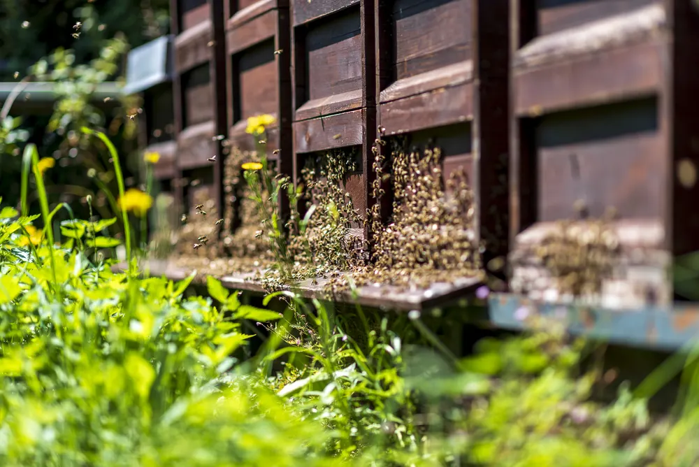 Bienen vor ihren Bienenstöcken