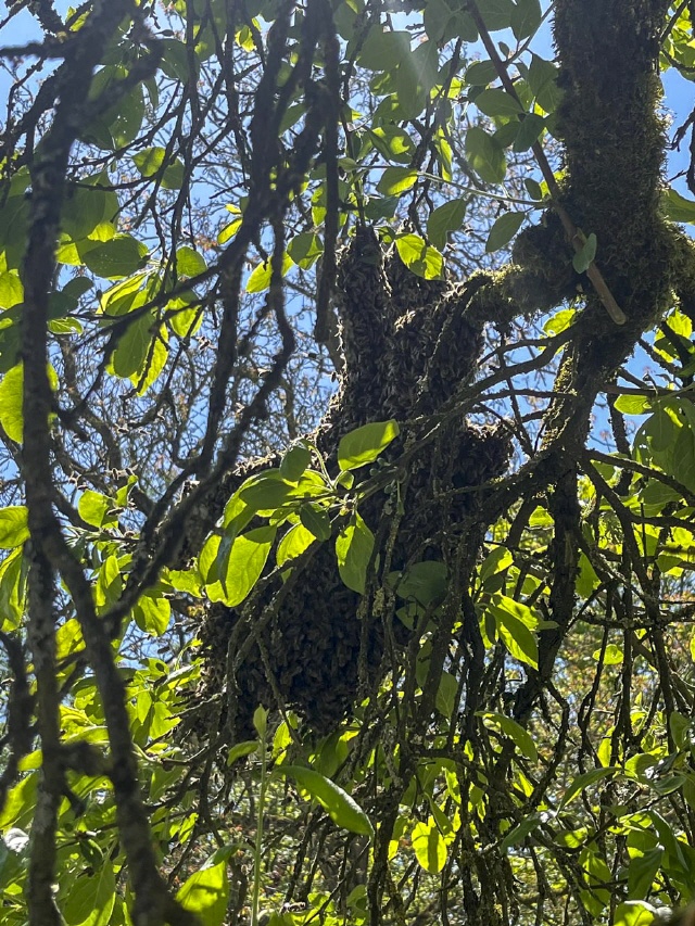 Bilder von Bienenschwärmen