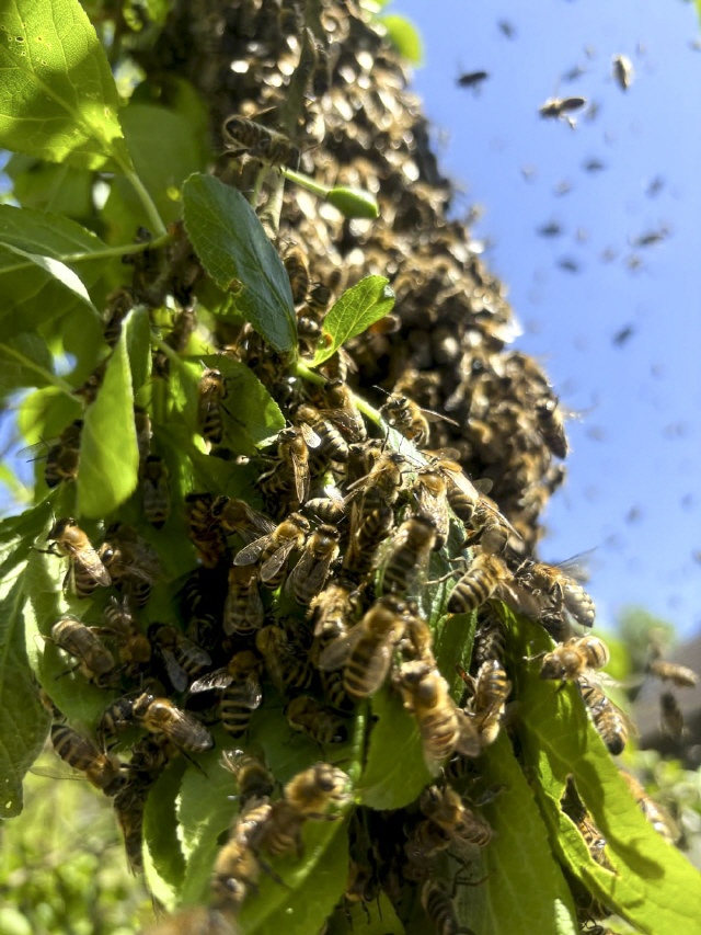 Bilder von Bienenschwärmen